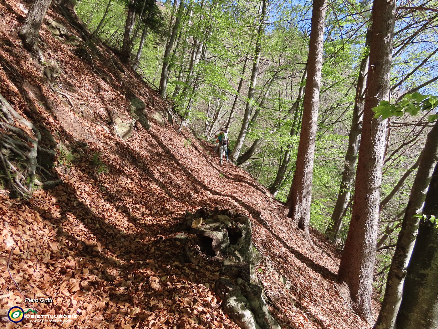 21 Sottobosco ricoperto da foglie .JPG